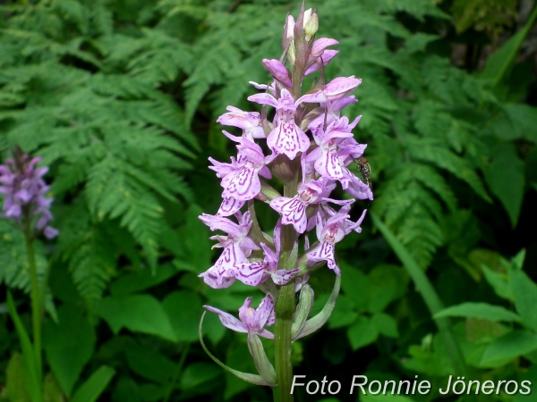 Dactylorhiza hybrids